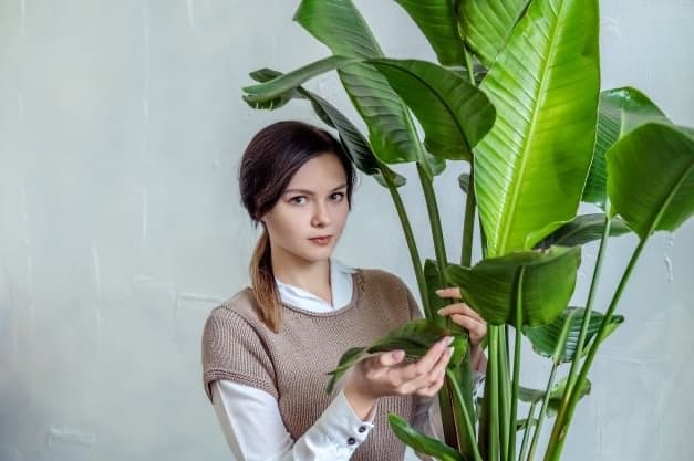 Vesna brand visual creative for contextual advertising